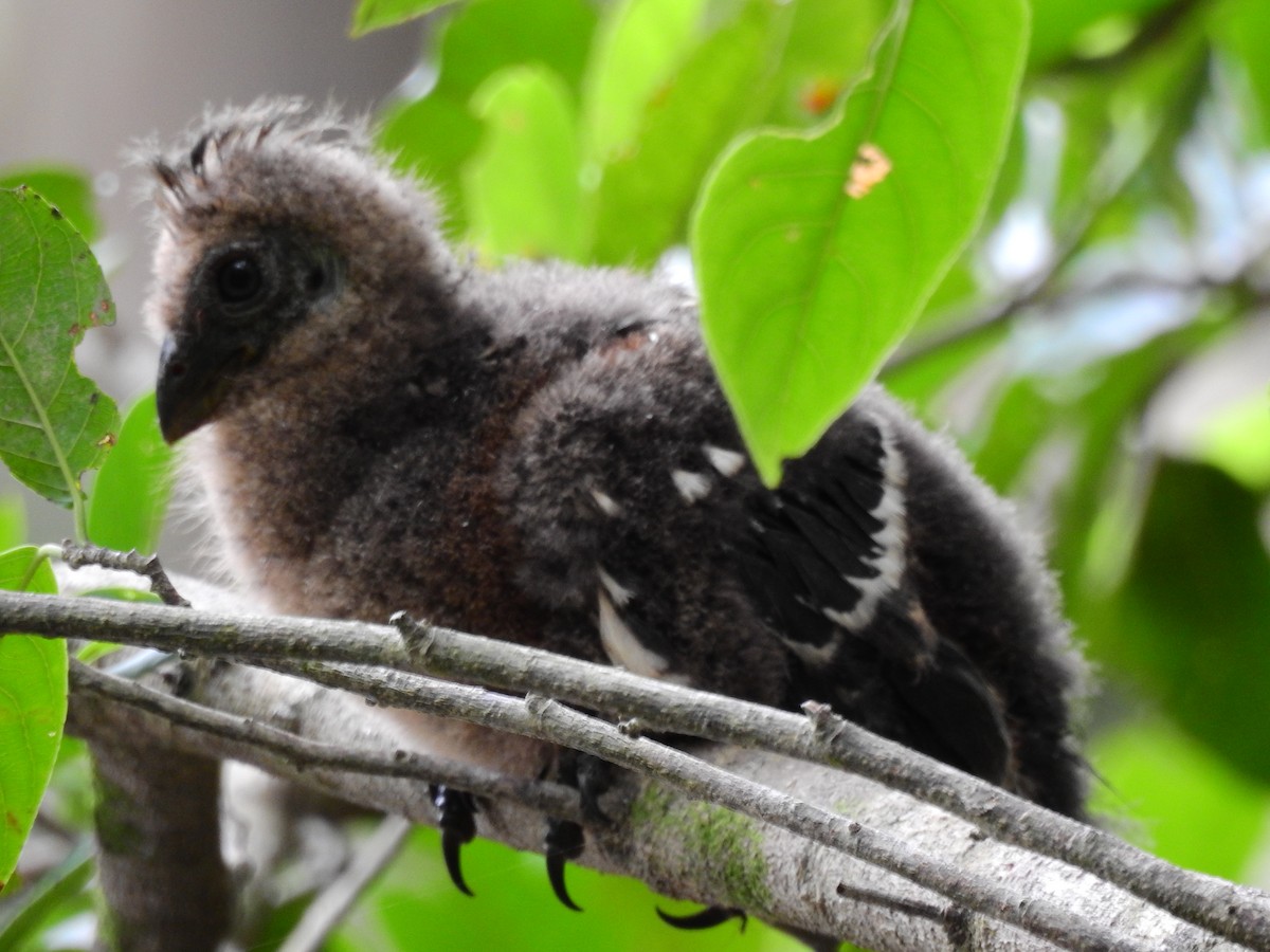 Hoatzin - ML642662623