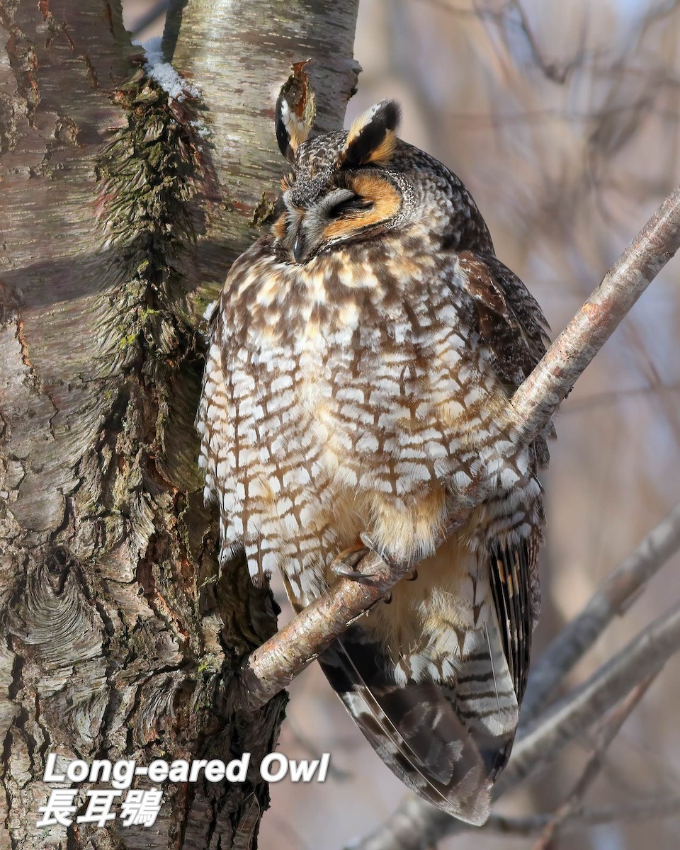 Long-eared Owl - ML642662641