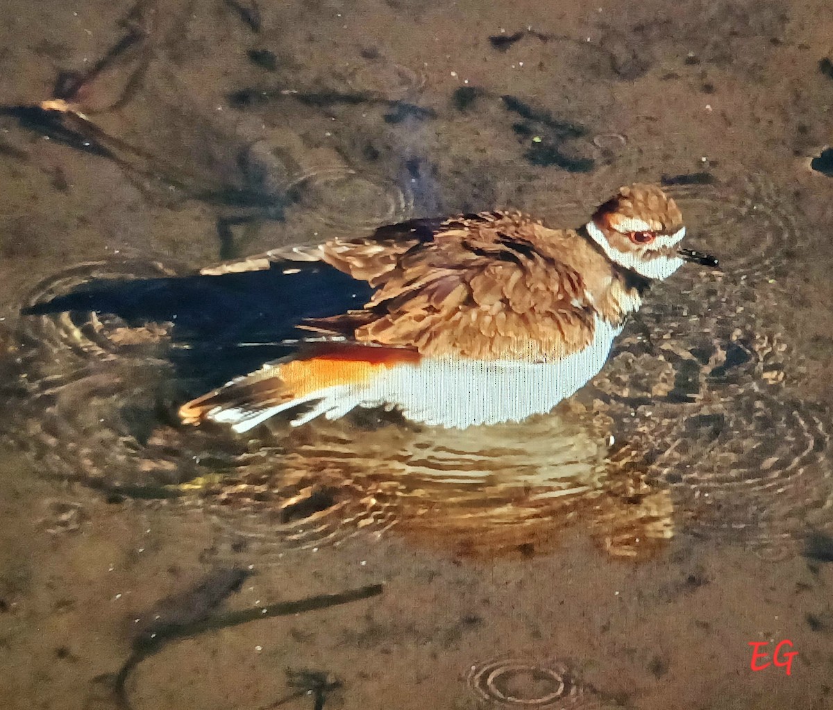 Killdeer - ML642662649