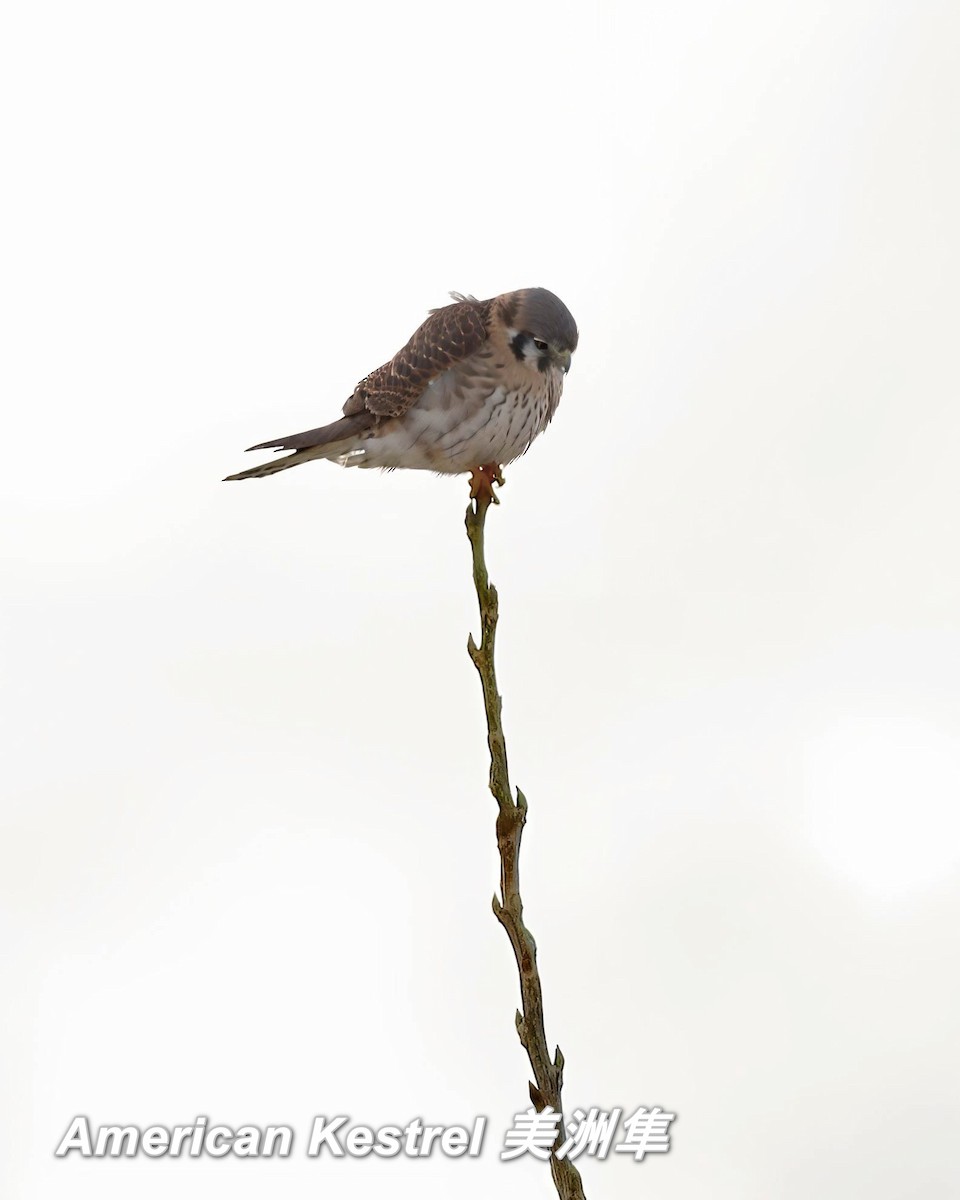 American Kestrel - ML642662661
