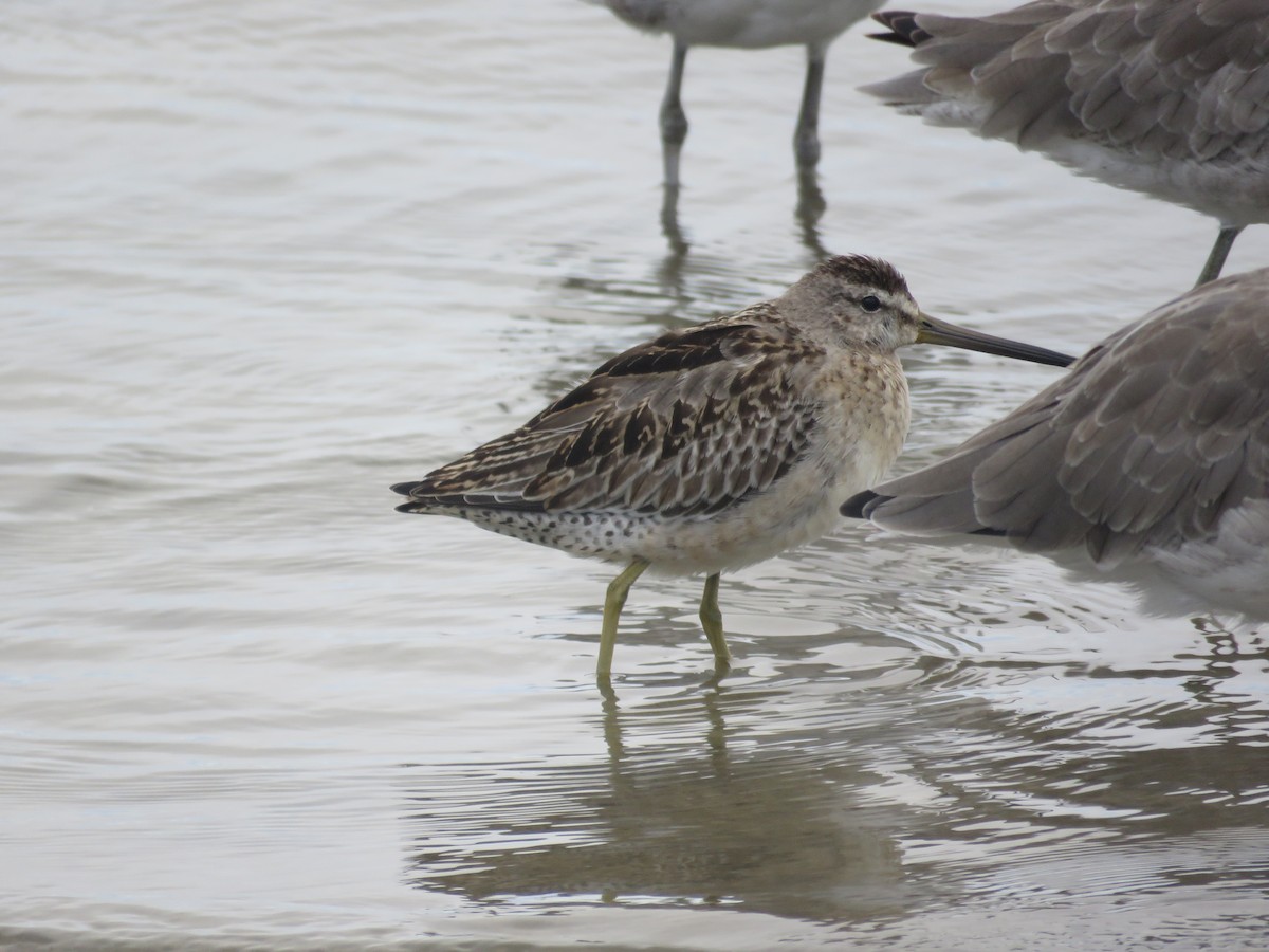Short-billed Dowitcher - ML642662671