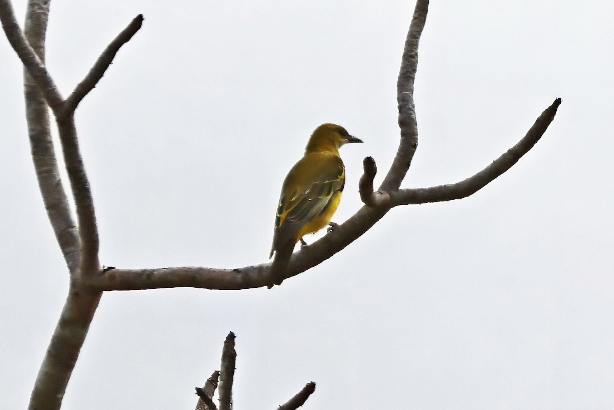 African Golden Oriole - ML642662701
