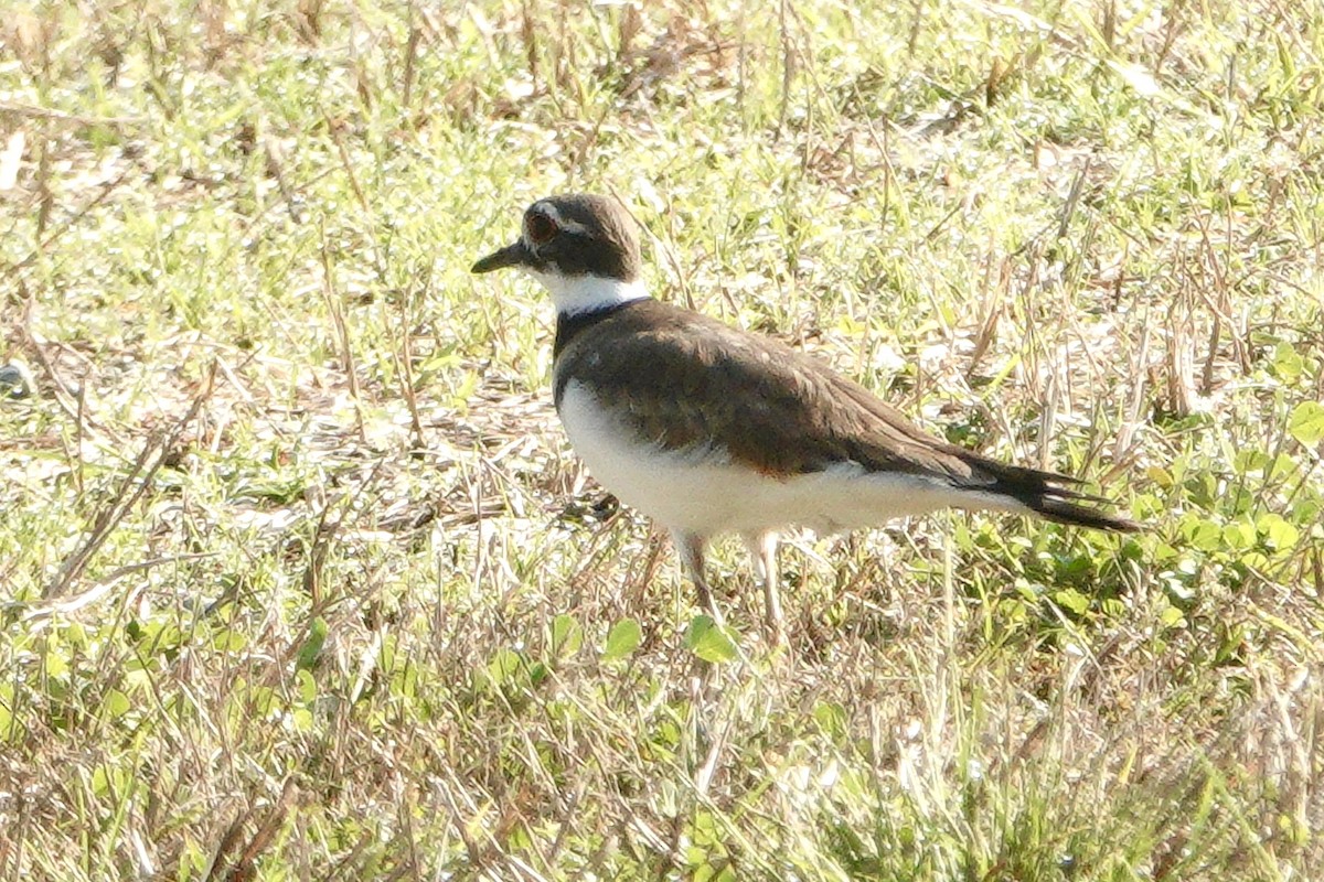 Killdeer - ML642662702