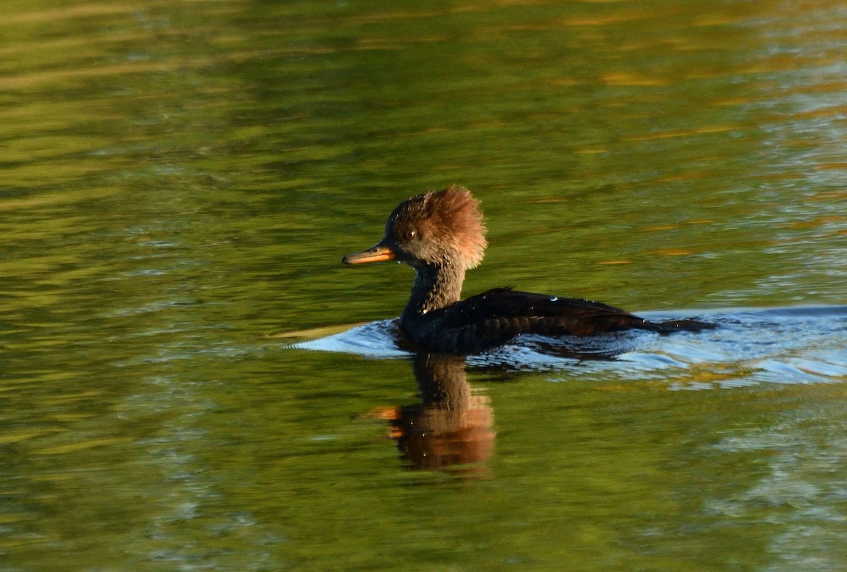 Hooded Merganser - ML642662711