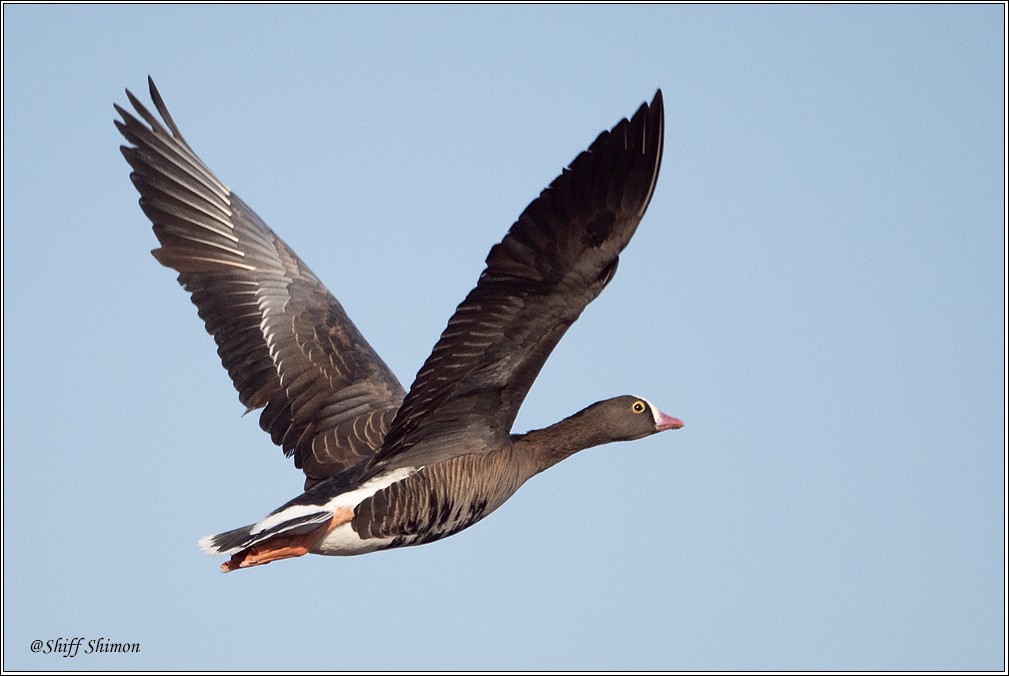Lesser White-fronted Goose - ML642662713
