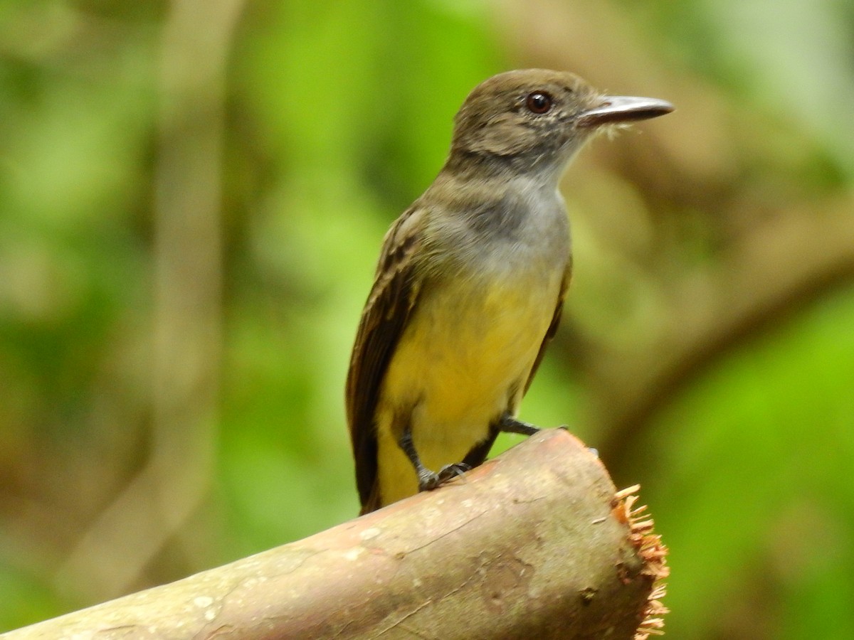Short-crested Flycatcher - ML642662726