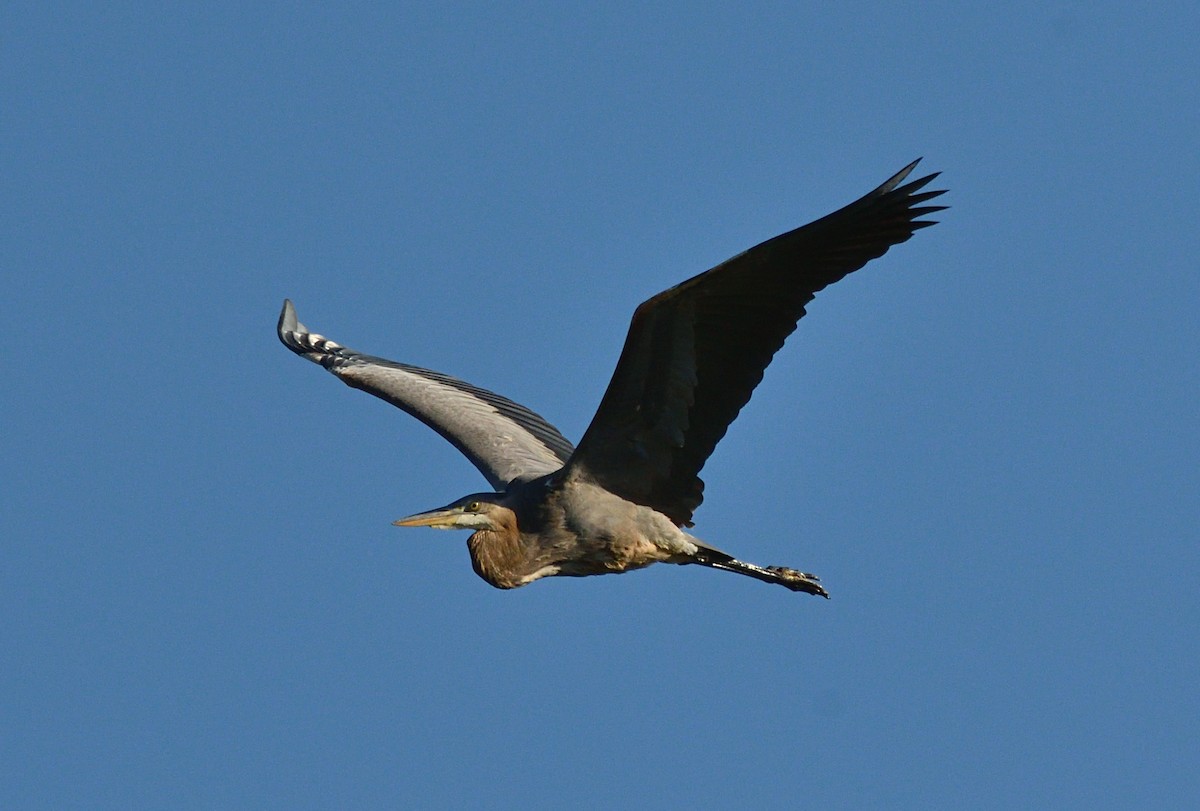 Grand Héron - ML642662729