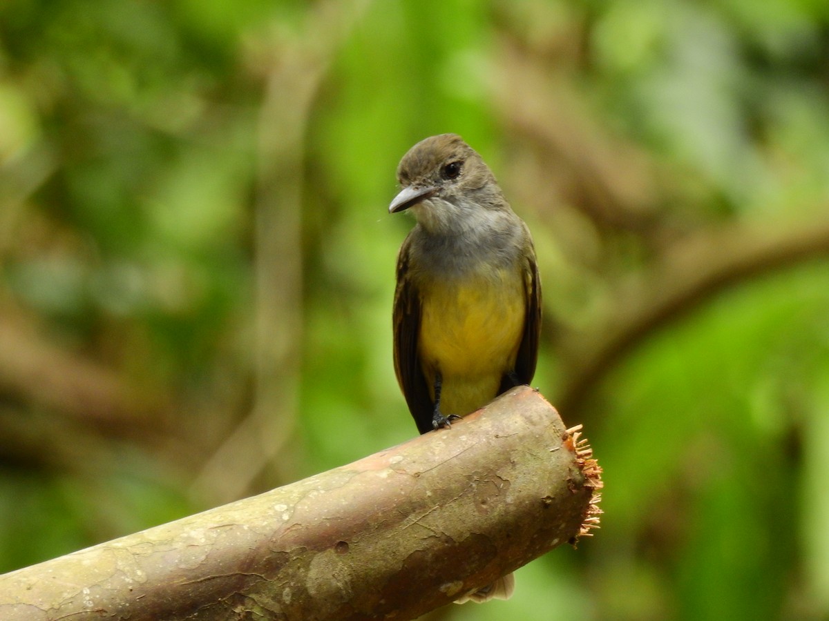 Short-crested Flycatcher - ML642662731