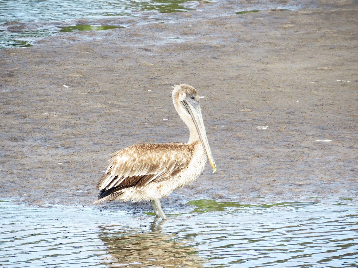 Brown Pelican - ML642662740