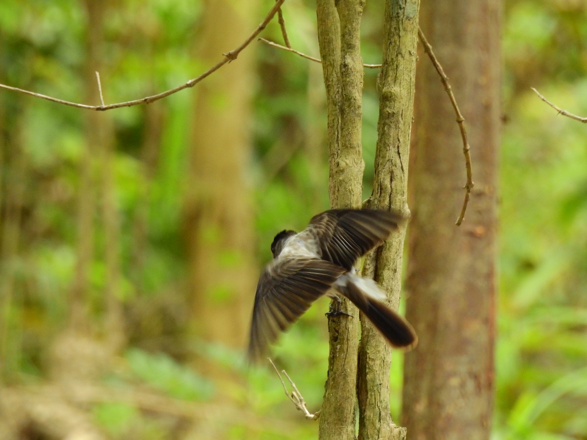 White-rumped Sirystes - ML642662750