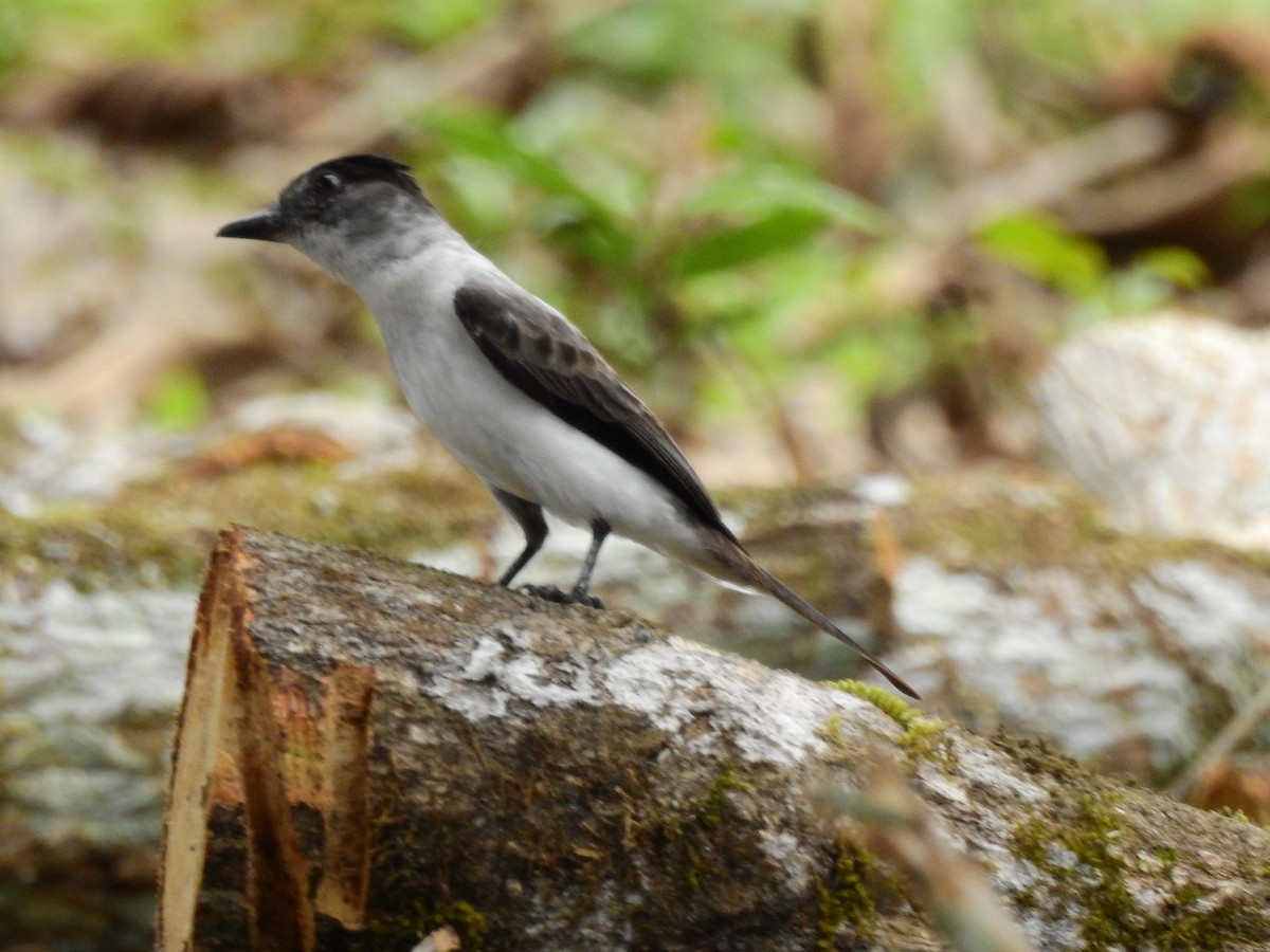 White-rumped Sirystes - ML642662751
