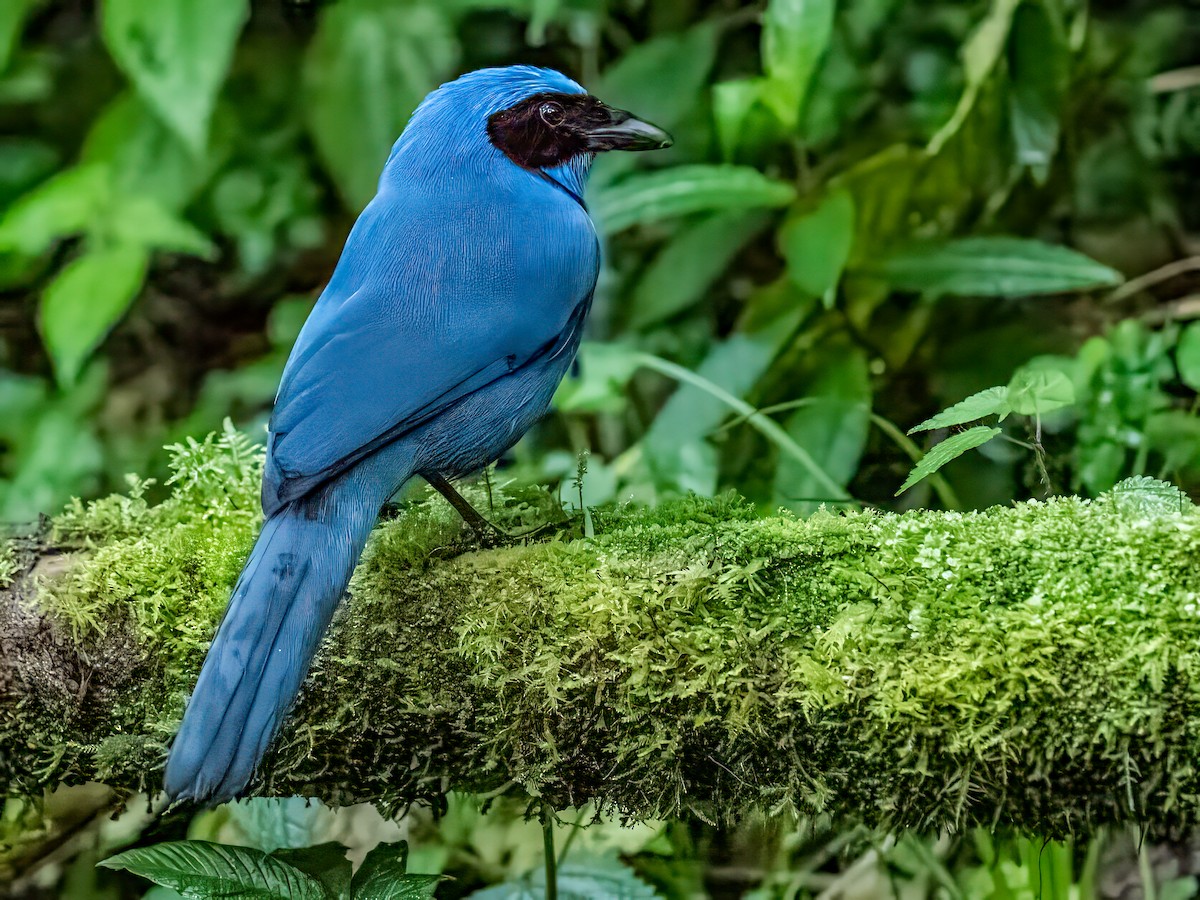 Turquoise Jay - ML642662794