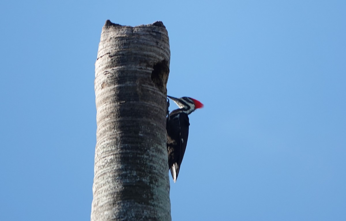 Pileated Woodpecker - ML642662796