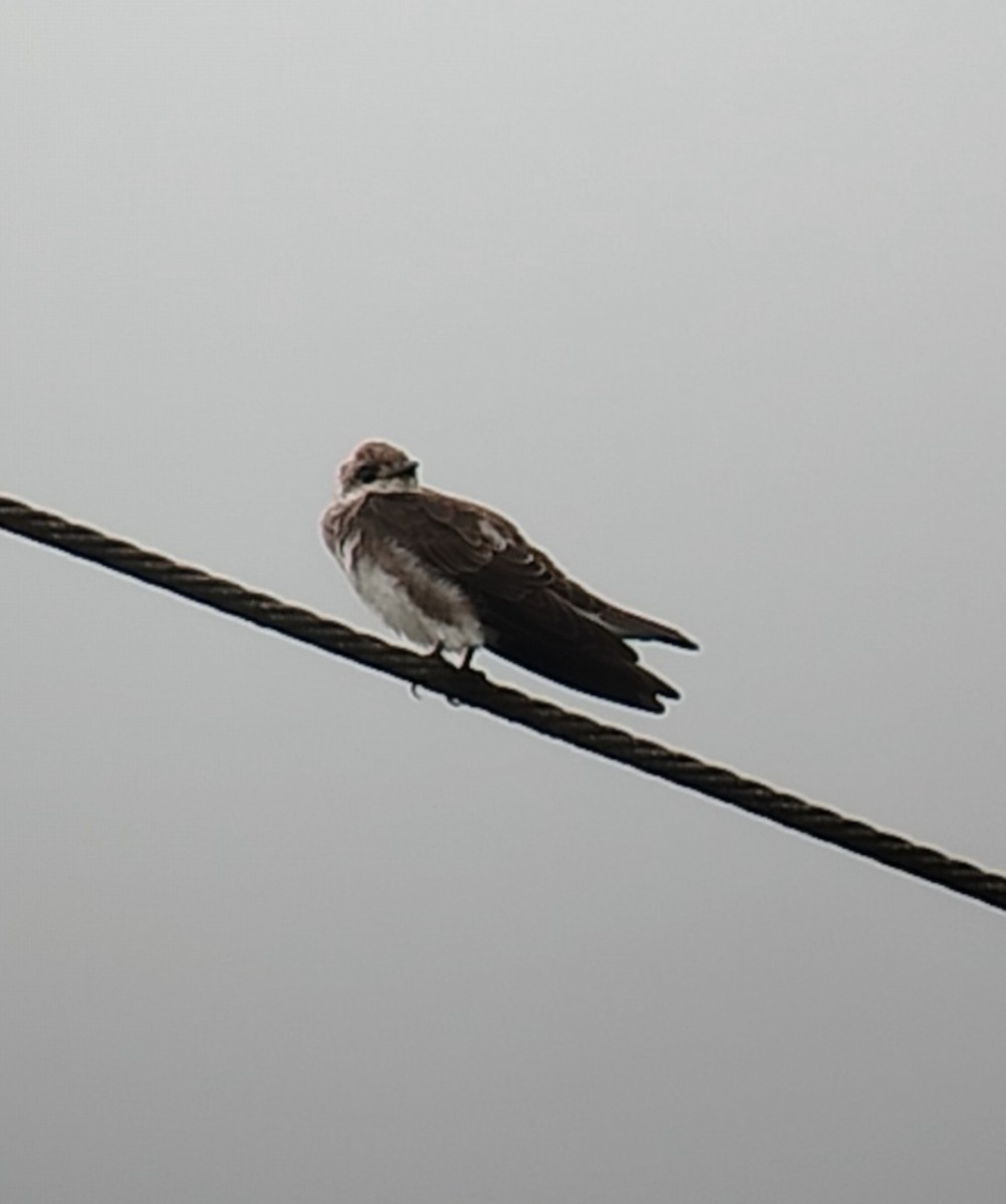 Brown-chested Martin - ML642662800