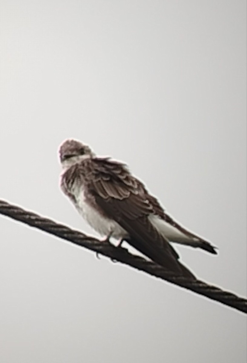 Brown-chested Martin - ML642662801