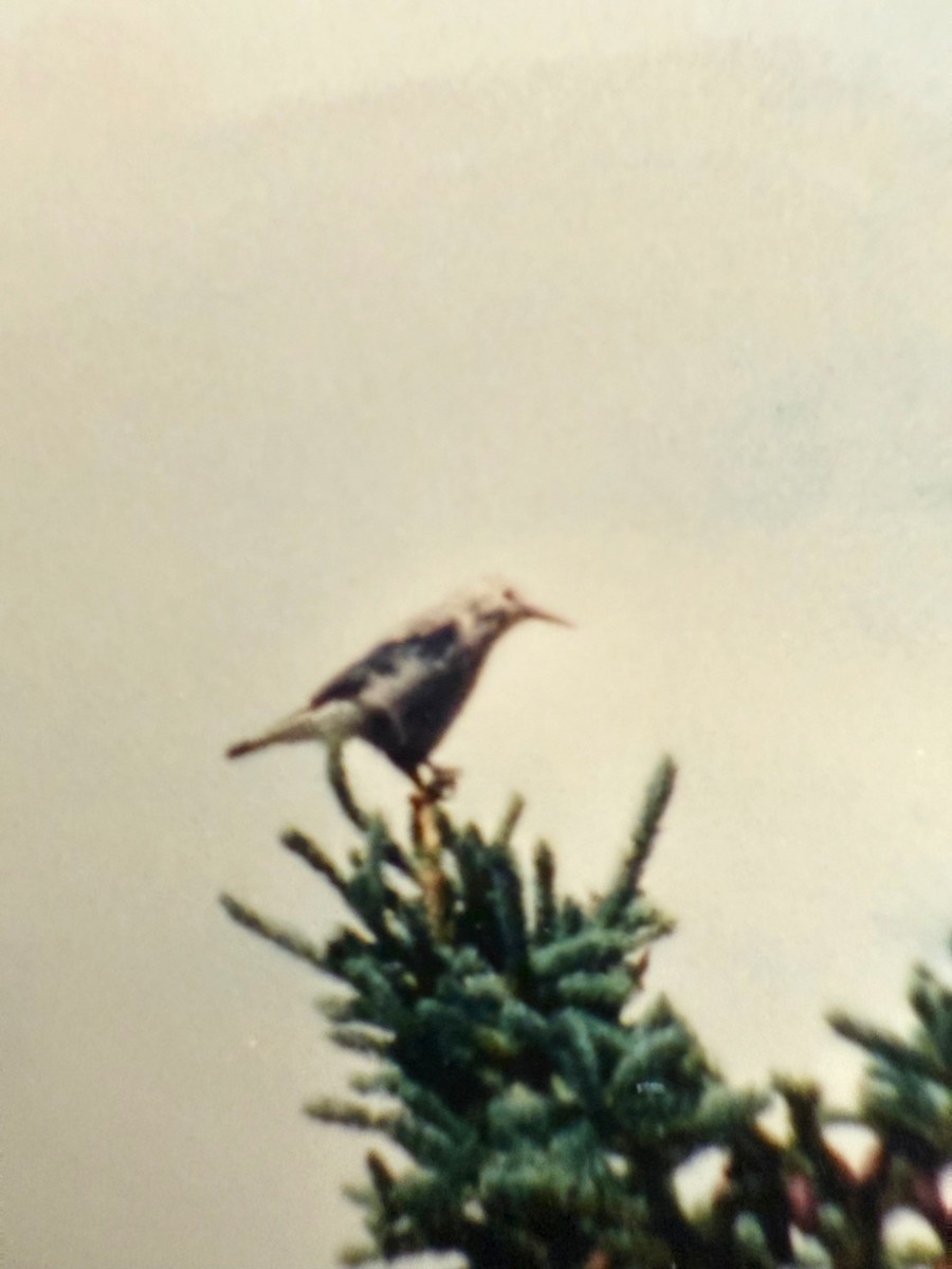 Clark's Nutcracker - ML642662803