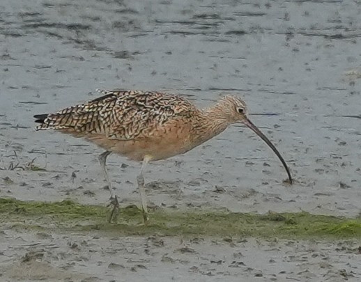 Rostbrachvogel - ML642662806