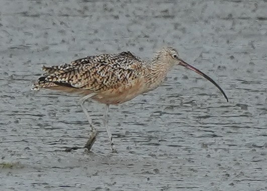 Rostbrachvogel - ML642662807
