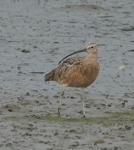 Rostbrachvogel - ML642662809