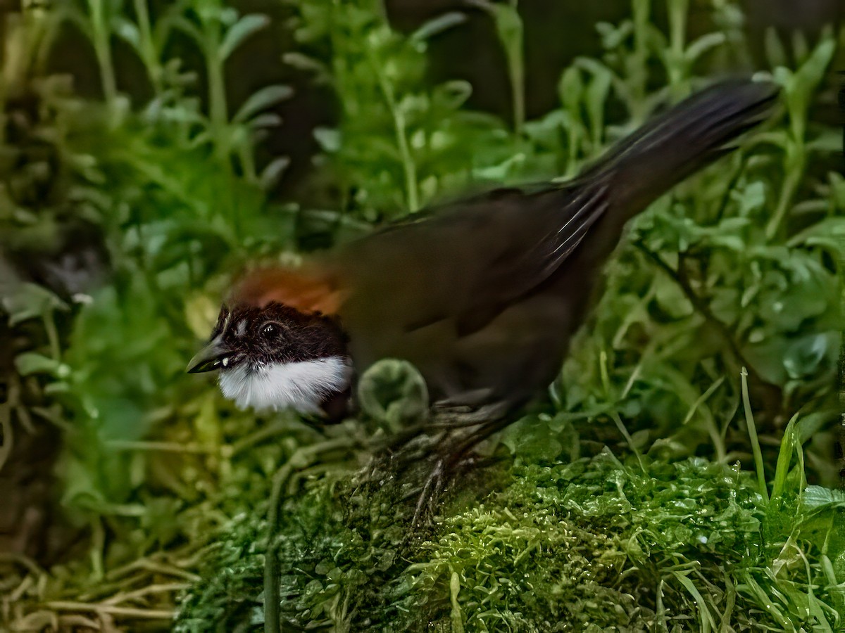 Chestnut-capped Brushfinch - ML642662821