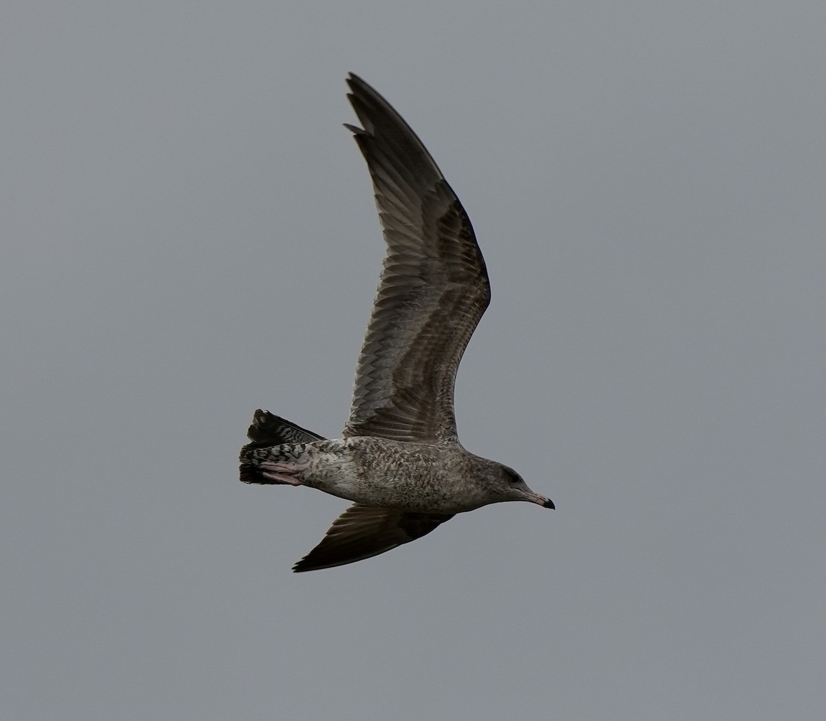 Short-billed Gull - ML642662827