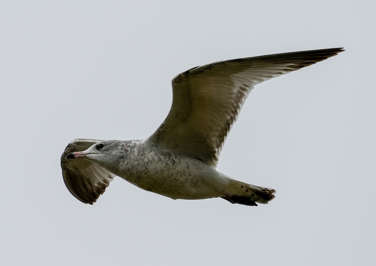 Short-billed Gull - ML642662828