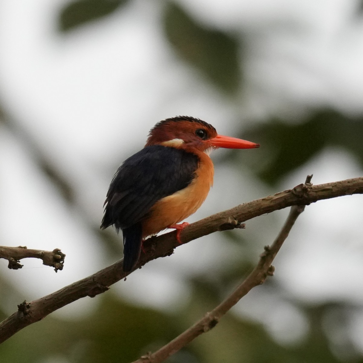 Martin-pêcheur pygmée - ML642662835