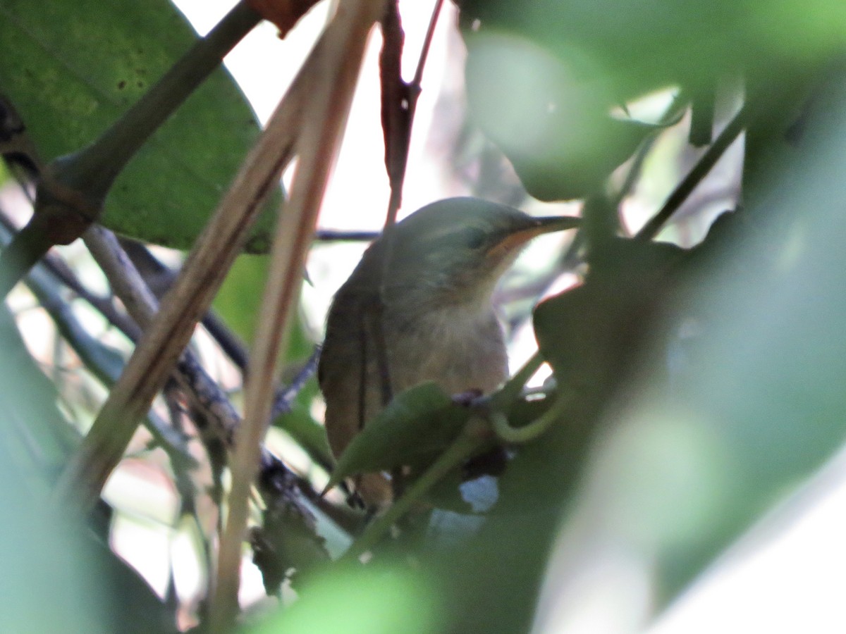Isthmian Wren - ML642662852