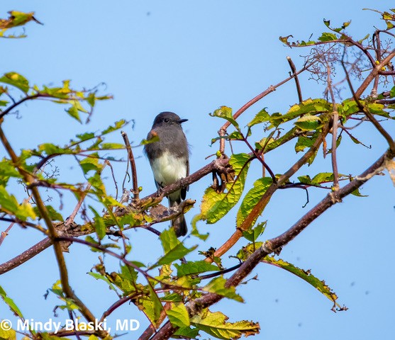 Black Phoebe - ML642662854