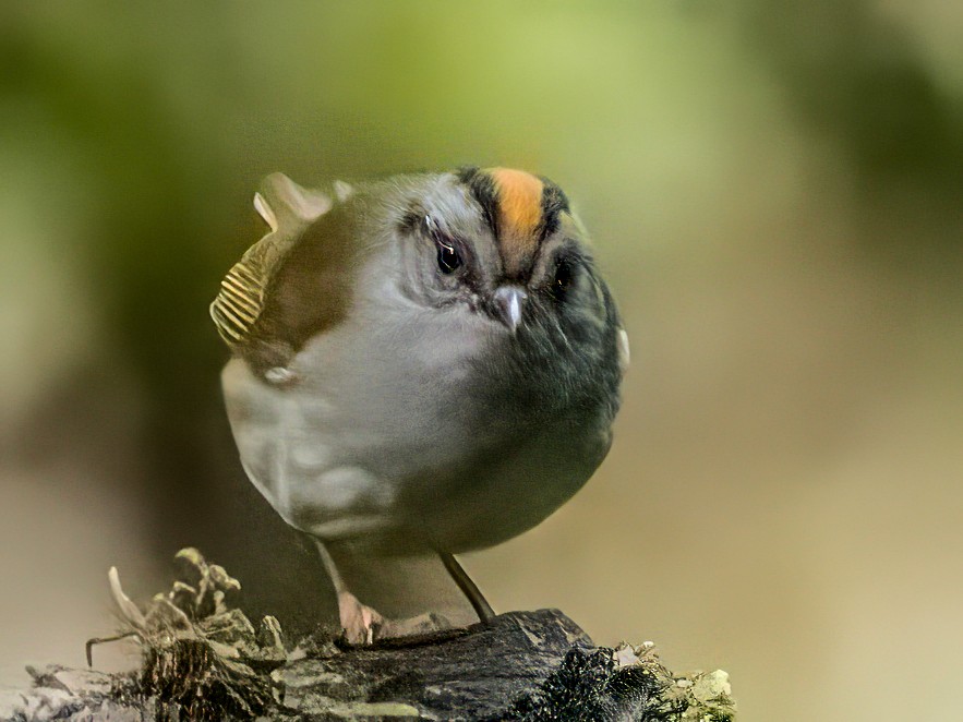 Russet-crowned Warbler - ML642662857