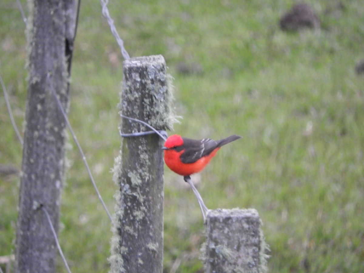 Vermilion Flycatcher - ML642662869