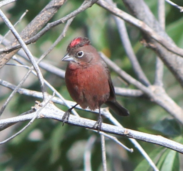 Red-crested Finch - ML642662878