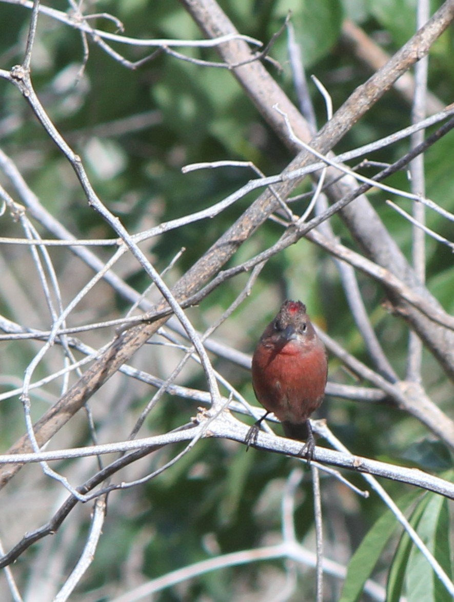 Red-crested Finch - ML642662879