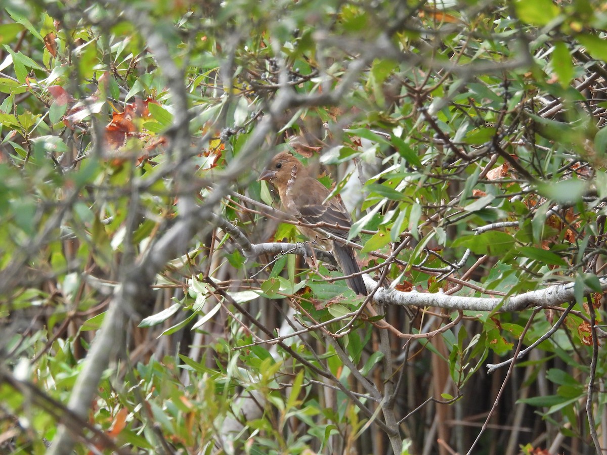 Blue Grosbeak - ML642662903