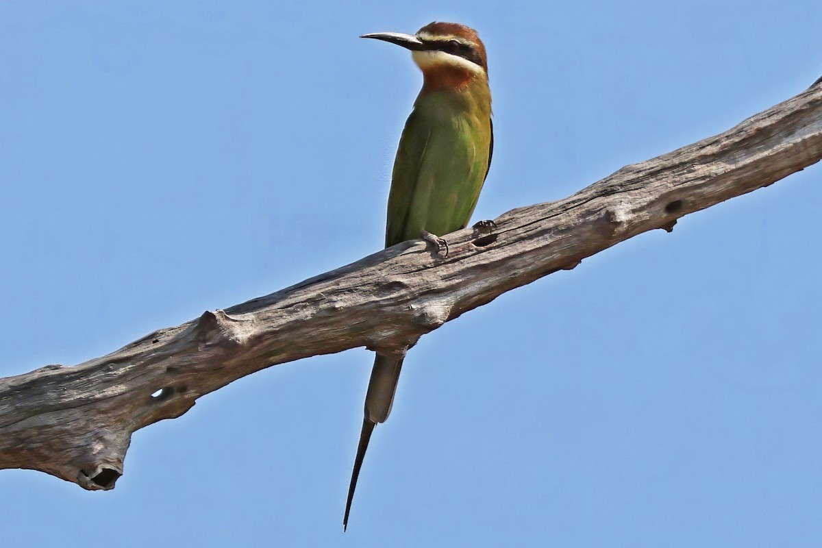 Olive Bee-eater - ML642662920