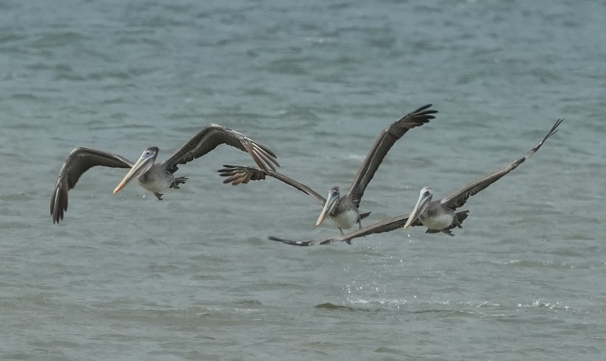 Brown Pelican - ML642662922