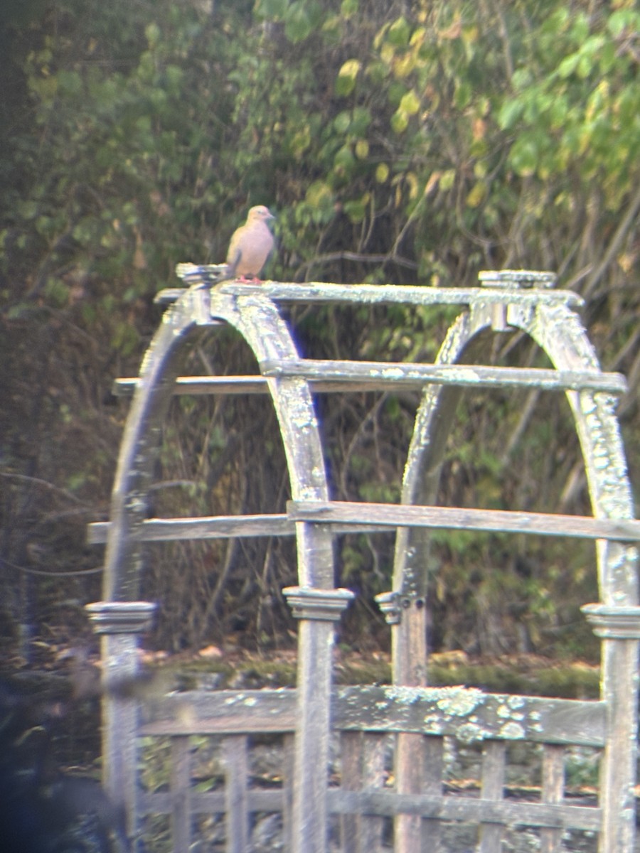 Mourning Dove - ML642662932