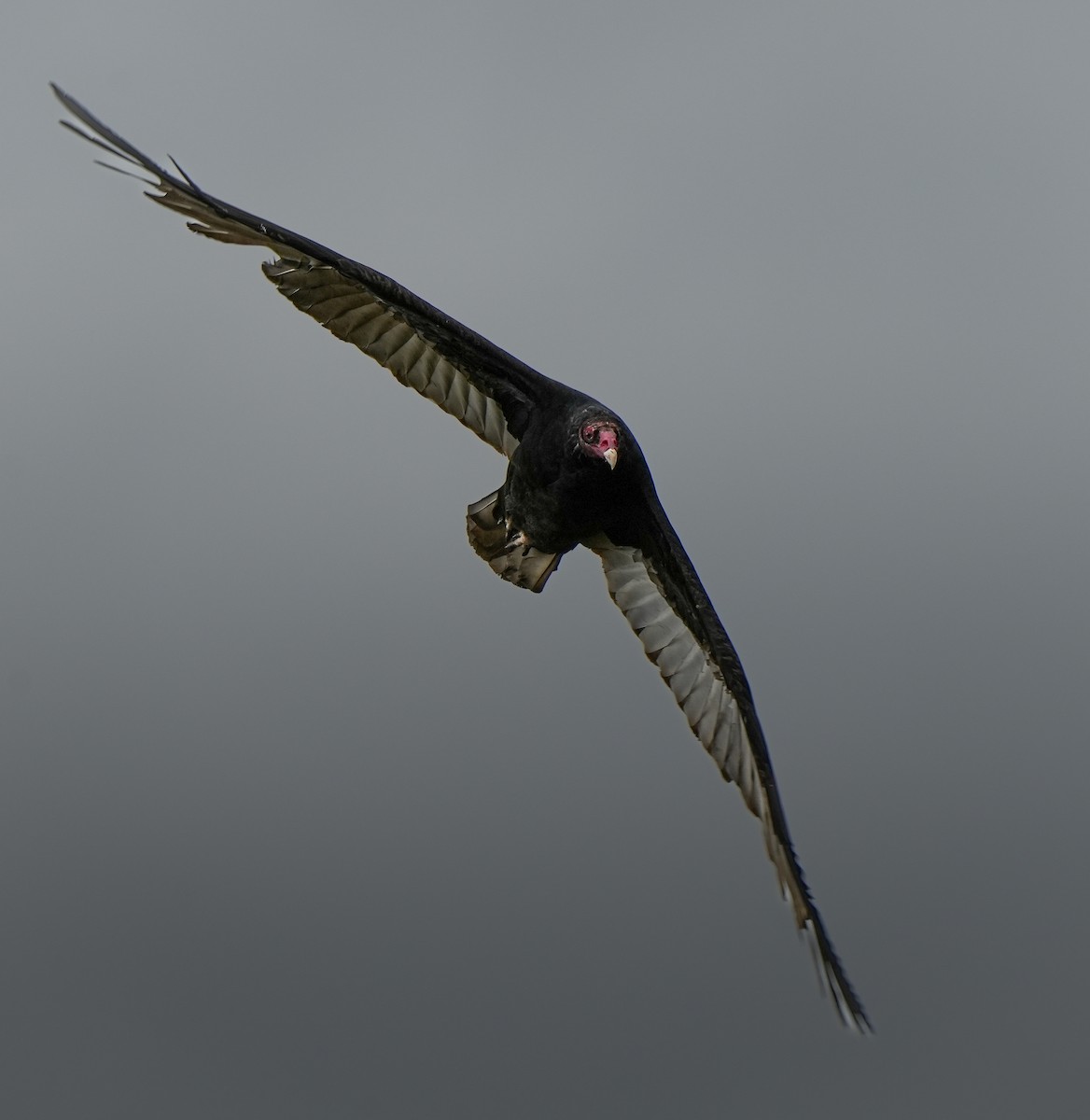 Turkey Vulture - ML642662934