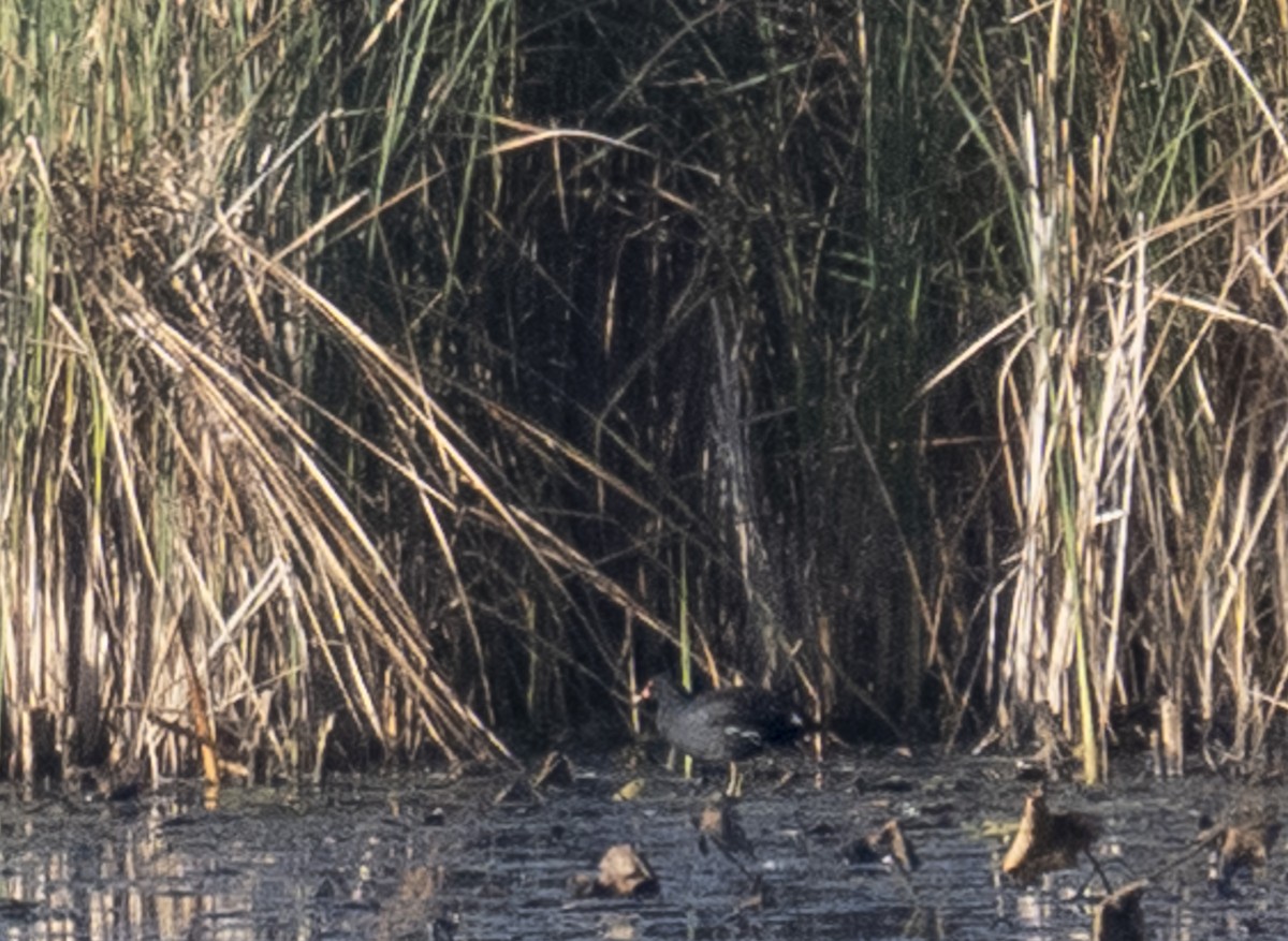 Common Gallinule - ML642662942
