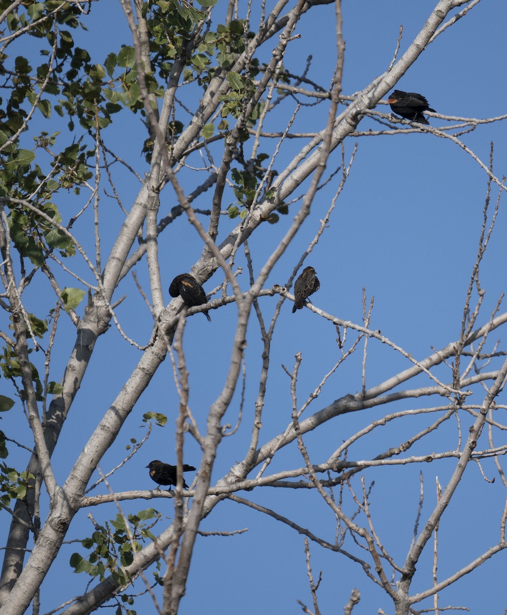 Red-winged Blackbird - ML642662952
