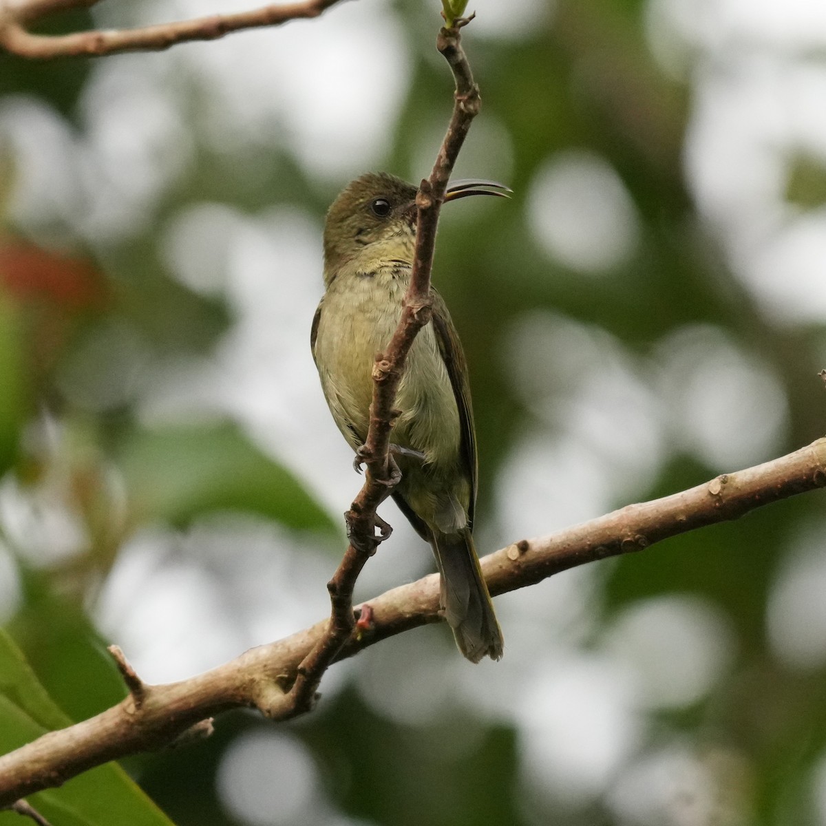Olive Sunbird - ML642662962