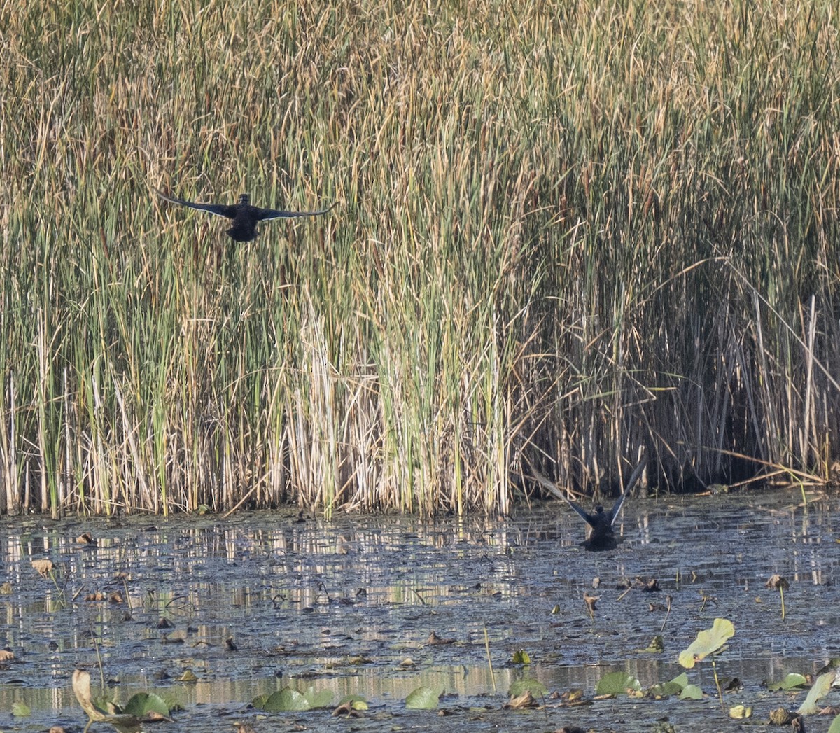 Wood Duck - ML642662974
