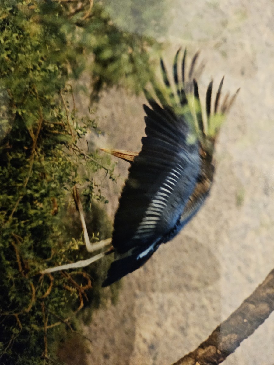 アフリカハゲコウ - ML642662987