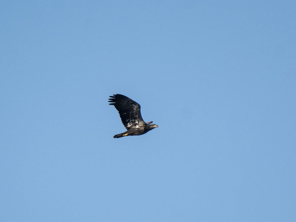 Bald Eagle - ML642662991