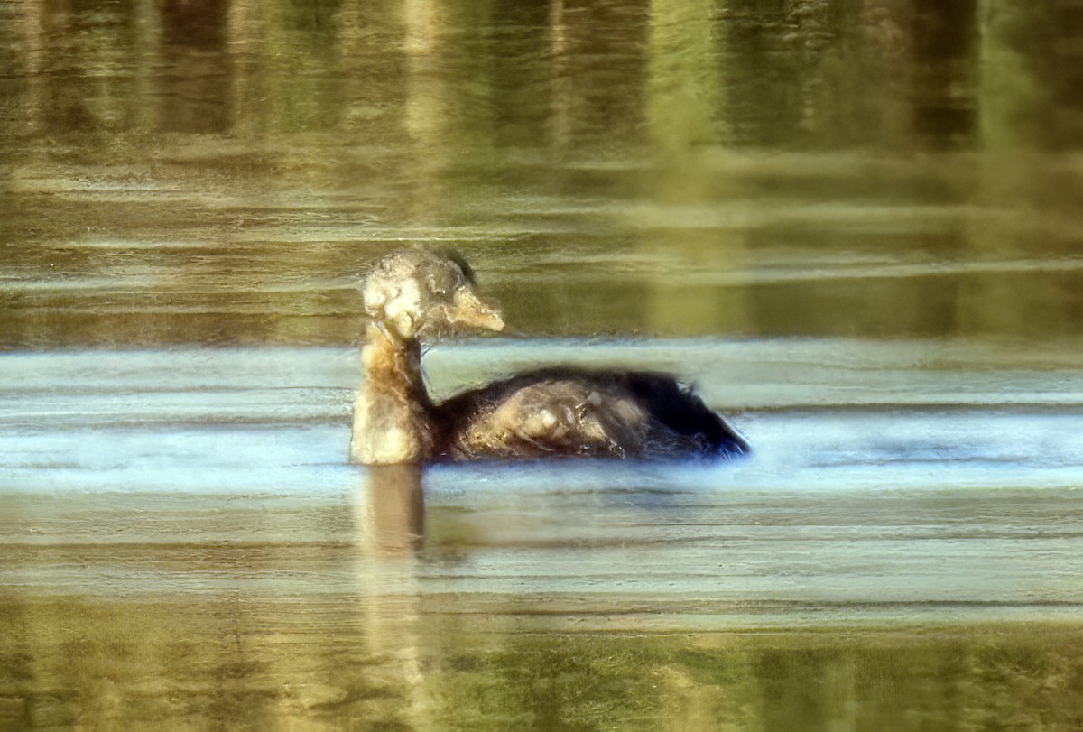 Pied-billed Grebe - ML642662995
