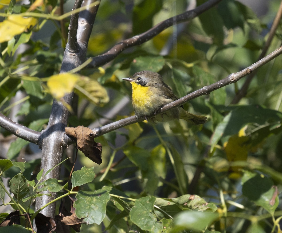 Common Yellowthroat - ML642663003