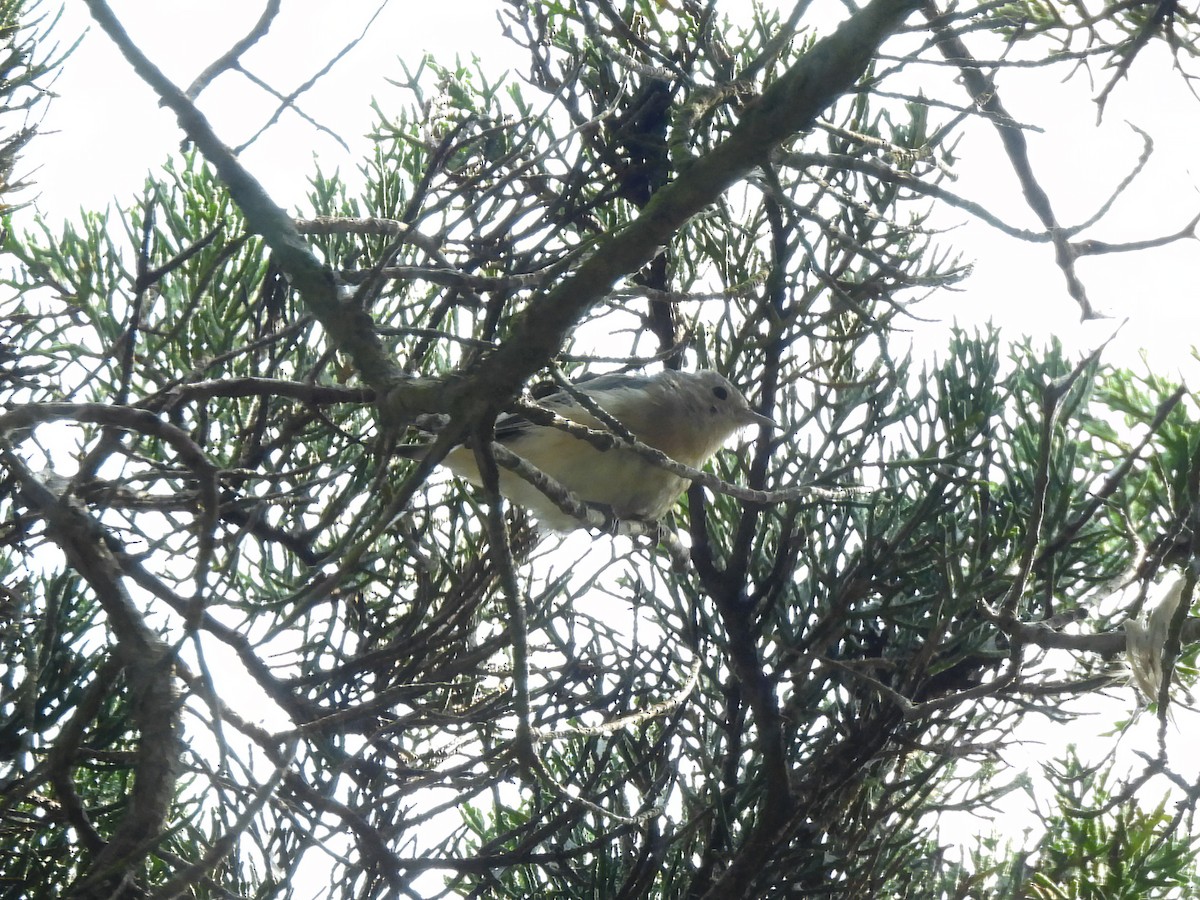 Lucy's Warbler - ML642663026