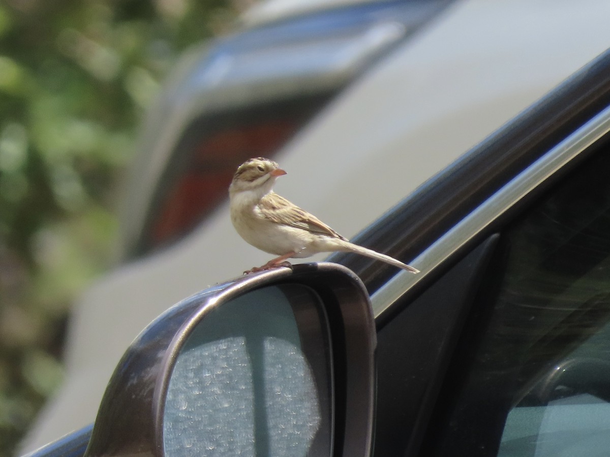 Clay-colored Sparrow - ML642663033