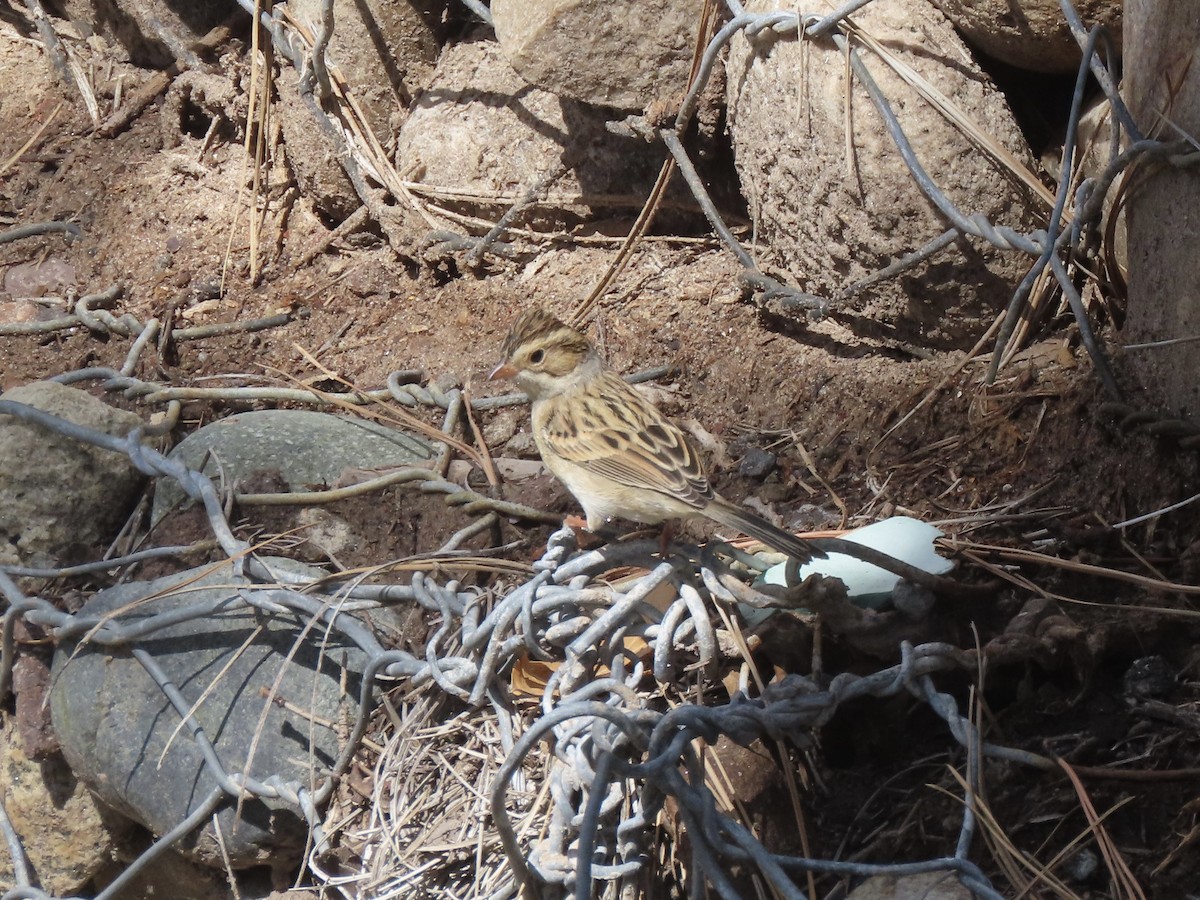 Clay-colored Sparrow - ML642663034