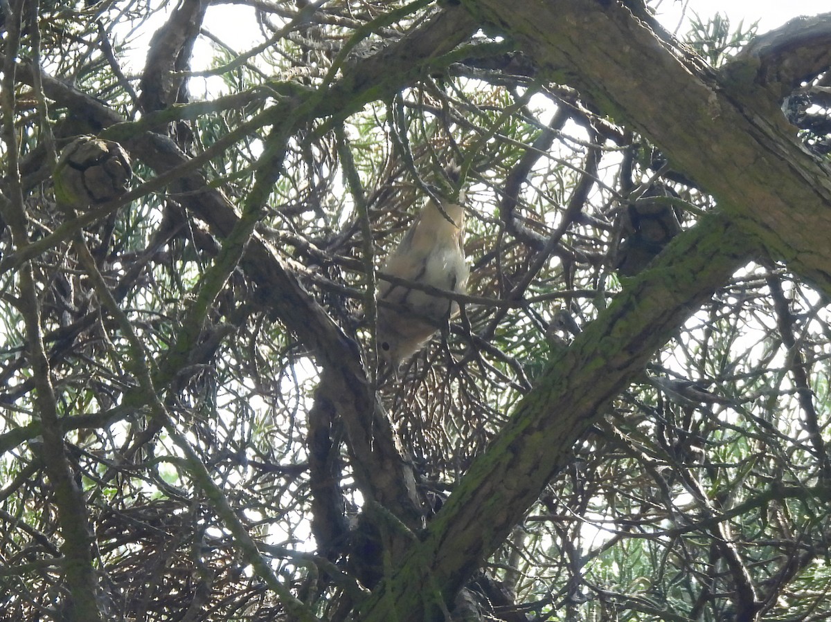 Lucy's Warbler - ML642663040